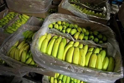 Coaja de banana ca îngrășământ pentru gradina de legume, plante de apartament, flori (îngrășăminte) Coaja de banana ca îngrășământ pentru gradina de legume, flori, Plante de casa