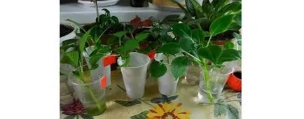 cultivare grădină Impatiens, plantarea răsadurilor prin tehnologie