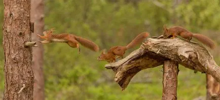 Squirrel - descriere, tipuri, ce să mănânce, în cazul în care se află, fotografii