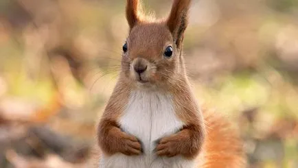 Squirrel - descriere, tipuri, ce să mănânce, în cazul în care se află, fotografii