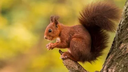 Squirrel - descriere, tipuri, ce să mănânce, în cazul în care se află, fotografii