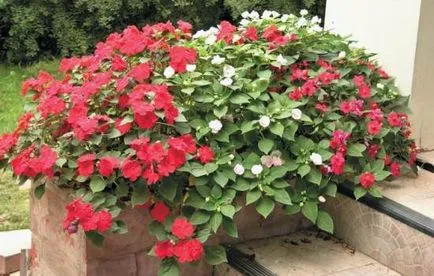 cultivare grădină Impatiens, plantarea răsadurilor prin tehnologie