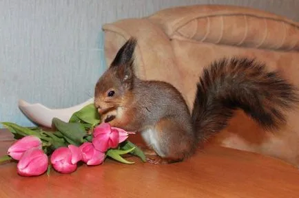 Squirrel - descriere, tipuri, ce să mănânce, în cazul în care se află, fotografii