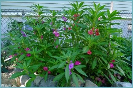 Impatiens plantare de grădină și de îngrijire, fotografii soiuri, cultivare și reproducere în câmp deschis, în rolul