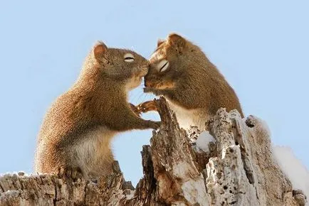 Squirrel - descriere, tipuri, ce să mănânce, în cazul în care se află, fotografii