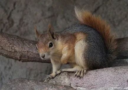 Squirrel - descriere, tipuri, ce să mănânce, în cazul în care se află, fotografii