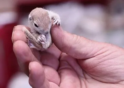 Squirrel - descriere, tipuri, ce să mănânce, în cazul în care se află, fotografii