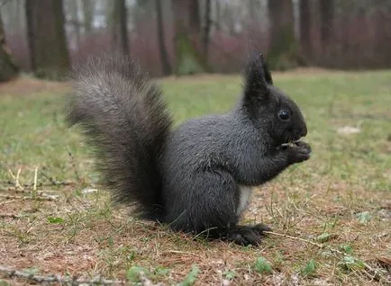 Squirrel - descriere, tipuri, ce să mănânce, în cazul în care se află, fotografii