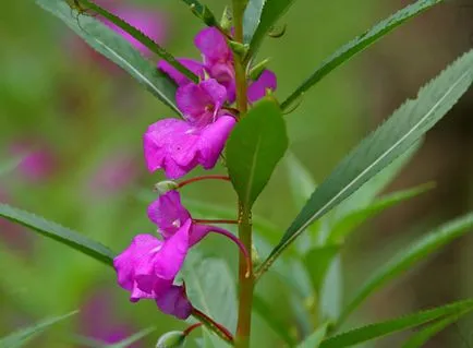 Impatiens plantare de grădină și de îngrijire, fotografii soiuri, cultivare și reproducere în câmp deschis, în rolul