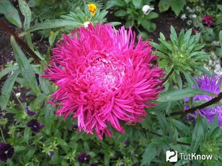 cultivarea de flori Aster și îngrijire