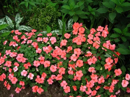 Impatiens gradina fotografie, în creștere de la semințe, de plantare și îngrijire pentru flori (Impatiens de îngrijire gradina) Impatiens fotografie grădină, în creștere de la semințe, plantare și îngrijire de flori