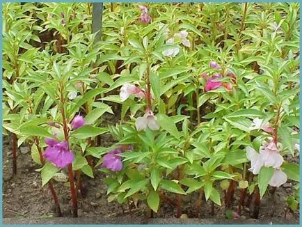 Impatiens plantare de grădină și de îngrijire, fotografii soiuri, cultivare și reproducere în câmp deschis, în rolul