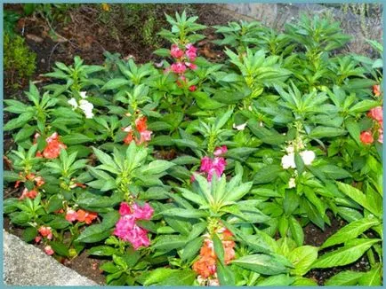 Impatiens plantare de grădină și de îngrijire, fotografii soiuri, cultivare și reproducere în câmp deschis, în rolul