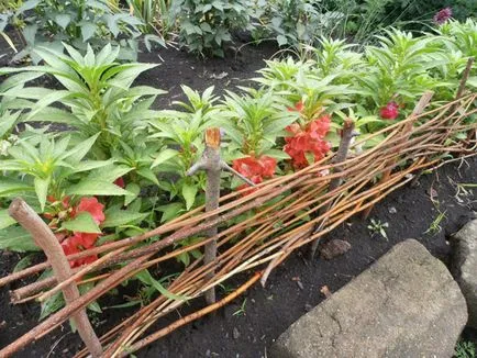 Impatiens plantare de grădină și de îngrijire, fotografii soiuri, cultivare și reproducere în câmp deschis, în rolul