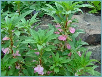Impatiens plantare de grădină și de îngrijire, fotografii soiuri, cultivare și reproducere în câmp deschis, în rolul