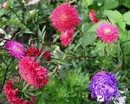 cultivarea de flori Aster și îngrijire