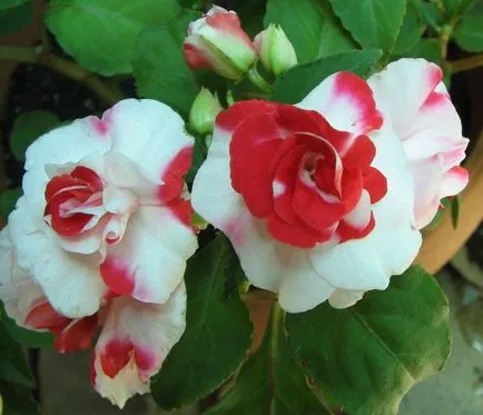 Impatiens gradina foto, în creștere de la semințe, plantare și îngrijire de flori (Impatiens gradina perene) Impatiens fotografie grădină, în creștere de la semințe, plantare și îngrijire de flori