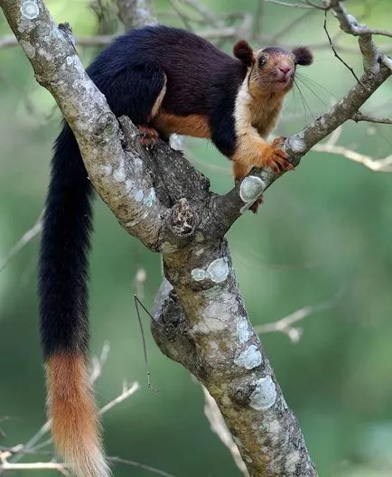 Squirrel - descriere, tipuri, ce să mănânce, în cazul în care se află, fotografii