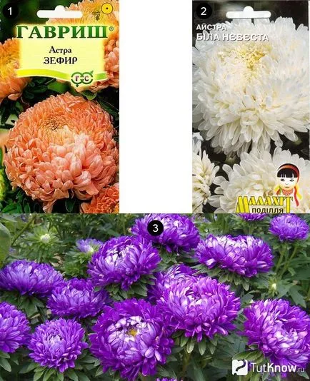 cultivarea de flori Aster și îngrijire