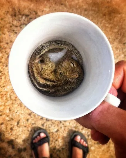 Squirrel - descriere, tipuri, ce să mănânce, în cazul în care se află, fotografii