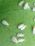 dăunătorilor whitefly de luptă, înseamnă a scăpa (musculița albă) lupta Whitefly dăunătorilor înseamnă a scăpa