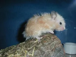 Boli hamsteri (normal, Jungar, Siria) - simptome, tratament, medicamente, cauze