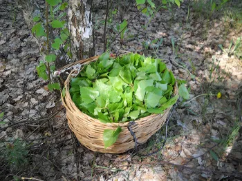 bilirubină crescută