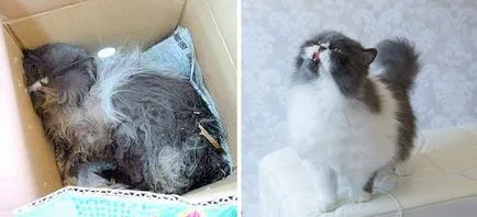 pisici fara adapost înainte și după mântuire