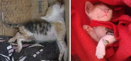 pisici fara adapost înainte și după mântuire