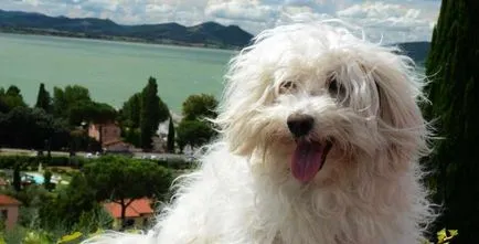 câine bolognese