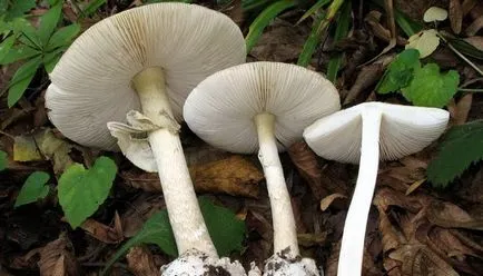 ciupercă otrăvitoare