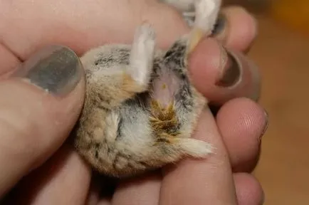 simptomele și tratamentul bolii hamsteri