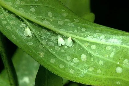 dăunătorilor whitefly de luptă, înseamnă cum să scape de (dăunătorilor) lupta Whitefly dăunătorilor înseamnă a scăpa