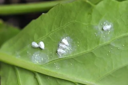 dăunătorilor whitefly de luptă, înseamnă cum să scape de (mijloace) lupta Whitefly dăunătorilor înseamnă a scăpa