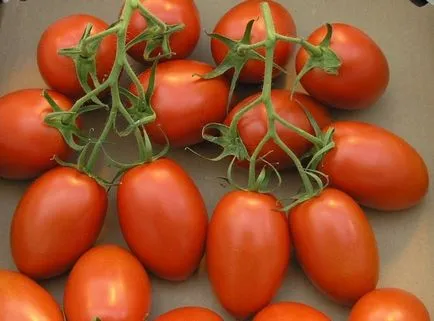 Neirigat agricultura sau cum să nu mai fie frică de secetă