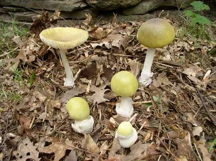 Pale Toadstool - o ciupercă mortală