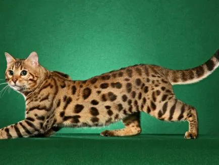 Caracteristici Bengal leopard pisica de rasa, de îngrijire și prețul pentru un pisoi