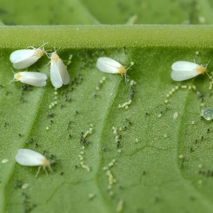 Whitefly luptă dăunătorilor, remediu, cum să scape de roșii cu efect de seră în căile de atac populare (lupte) combatere a dăunătorilor whitefly, remediu, cum să scape de tomate cu efect de seră în căile de atac populare