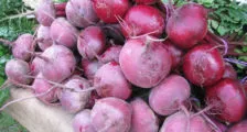 Acidul boric este o plantă utilizată în grădină, o casă frumoasă și grădină