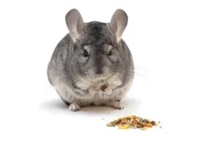 Ce și cum să se hrănească chinchilla la domiciliu