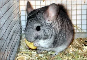 Ce și cum să se hrănească chinchilla la domiciliu