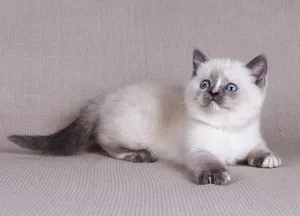 standarde britanice descriere Shorthair, rasa posibile culori, mai ales (Shorthair) British Shorthair rasa descriere standard, posibile culori, caracteristici