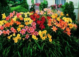 Grădina Botanică din Crimeea