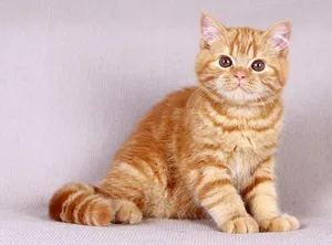 standardele de rasa British Shorthair, descriere posibile culori, mai ales (Marea Britanie) British Shorthair rasa descriere standard, posibile culori, caracteristici