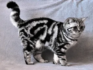 standarde britanice descriere Shorthair rasa, posibile culori, caracteristici (CAT) British Shorthair rasa descriere standard, posibile culori, caracteristici