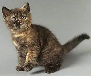 standarde britanice descriere Shorthair rasa, posibile culori, caracteristici (culori) British Shorthair rasa descriere standard, posibile culori, caracteristici