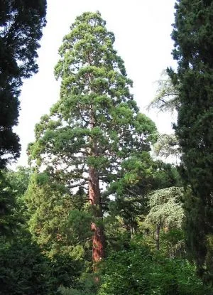 Grădina Botanică din Crimeea