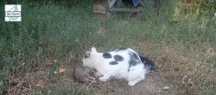 Ce se tem de sobolani, care se tem de șobolani cel mai mult, un miros de șobolani frică, remedii populare (care se tem de șobolani mai) Ce se tem de sobolani, care se tem de șobolani cel mai mult, un miros de șobolani frică, remedii populare,