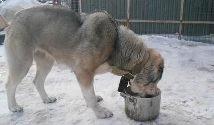 Ce și cum să se hrănească Alabai dieta de pui și câini adulți (de putere) Ce și cum să se hrănească Alabai dieta de pui si adulti