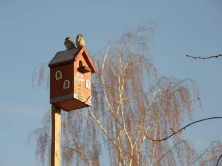 Ce fac păsările (recomandări referitoare la cum să agățați Birdhouse) - Masters Fair - lucru manual (să stea Birdhouse) Ce fac păsările (recomandări referitoare la cum să agățați Birdhouse) - Masters Fair - lucrate manual,